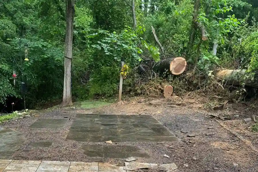 Dead Tree Removal