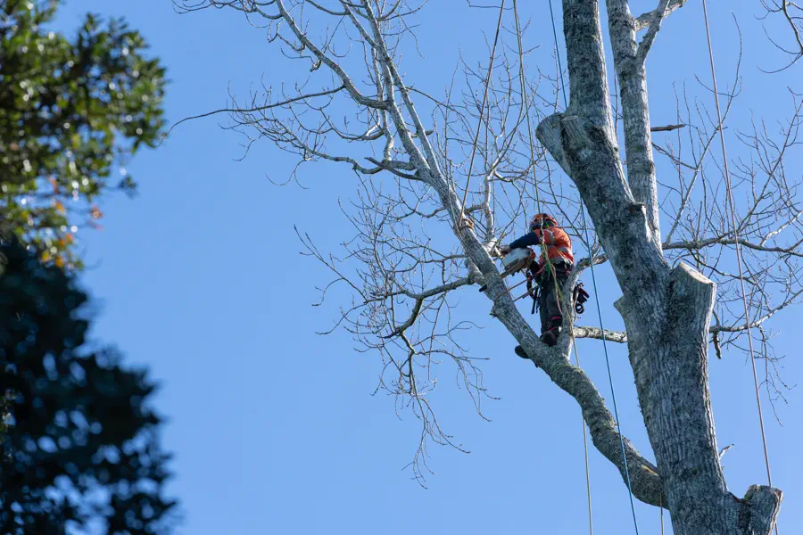 Excellent Dead tree removal in Marietta, GA Excellent Dead tree removal in Marietta, GA