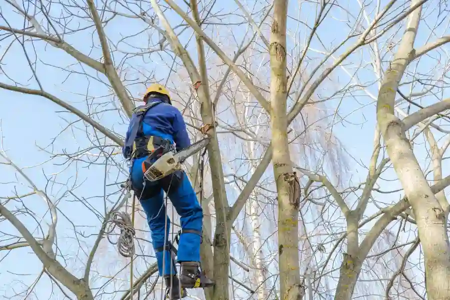 Experienced Dead tree removal in Marietta, GA Experienced Dead tree removal in Marietta, GA