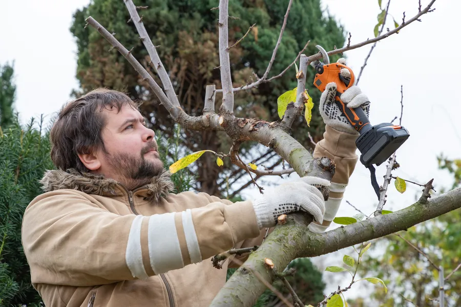 Experienced Tree Pruning Marietta, GA Experienced Tree Pruning Marietta, GA