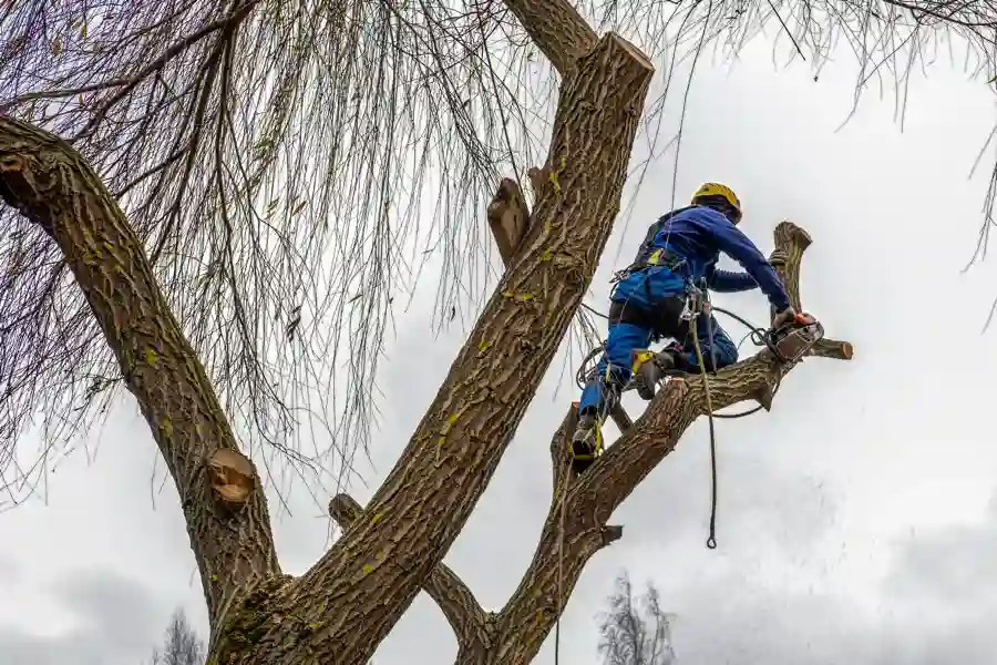 How Dead Tree Removal Reduces Safety Hazards Marietta, GA How Dead Tree Removal Reduces Safety Hazards Marietta, GA