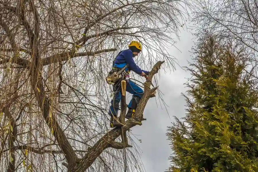 How Dead Tree Removal Reduces Safety Hazards in Marietta, GA How Dead Tree Removal Reduces Safety Hazards in Marietta, GA