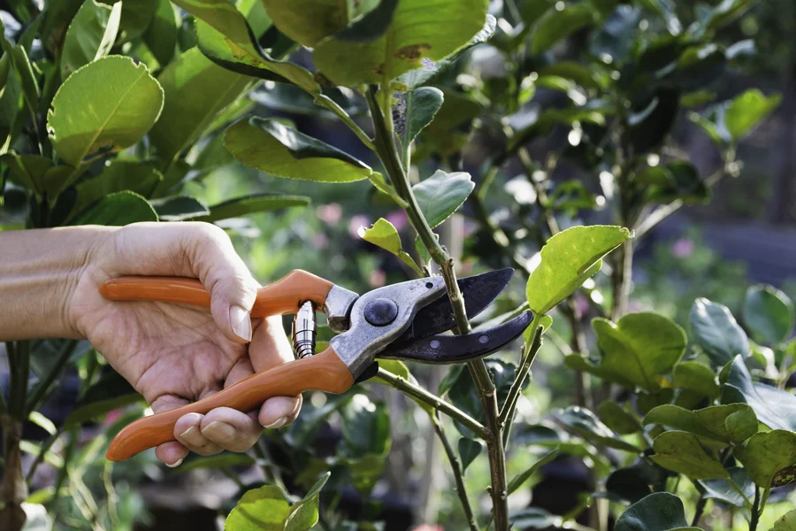 How Tree Pruning Helps Prevent Disease And Pest Infestations Marietta, GA How Tree Pruning Helps Prevent Disease And Pest Infestations Marietta, GA