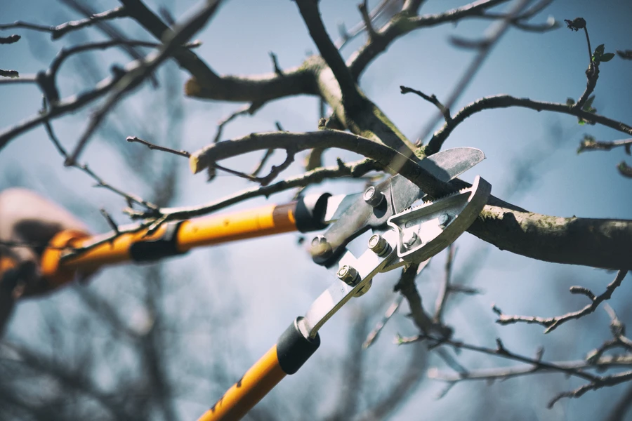 How Tree Pruning Helps Prevent Disease And Pest Infestations in Marietta, GA How Tree Pruning Helps Prevent Disease And Pest Infestations in Marietta, GA