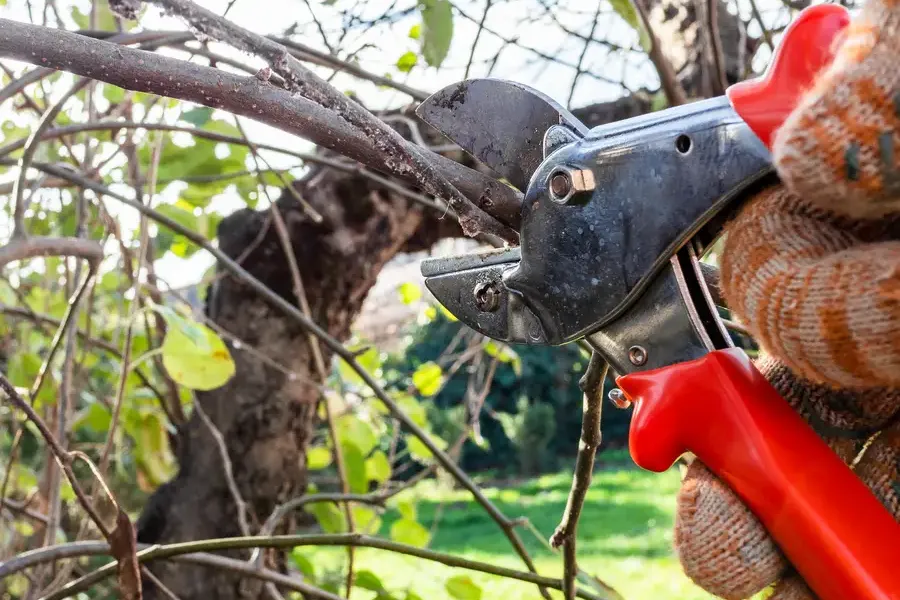 Local Tree Pruning Marietta, GA Local Tree Pruning Marietta, GA