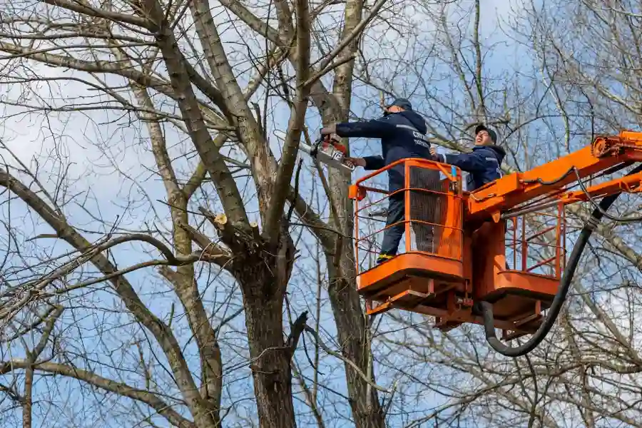 Reliable Dead tree removal in Marietta, GA Reliable Dead tree removal in Marietta, GA