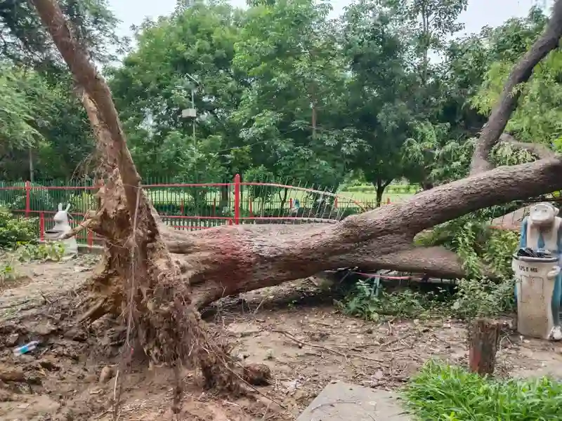 Signs That Dead Tree Removal Is Necessary Marietta, GA Signs That Dead Tree Removal Is Necessary Marietta, GA