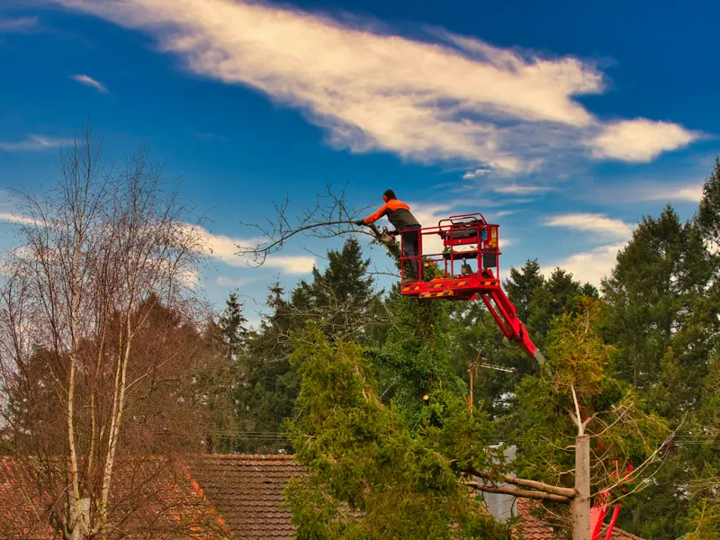 Signs That Dead Tree Removal Is Necessary in Marietta, GA Signs That Dead Tree Removal Is Necessary in Marietta, GA