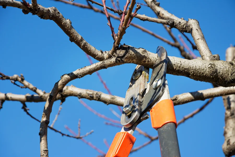 The Role Of Tree Pruning In Strengthening Branch Structure Marietta, GA The Role Of Tree Pruning In Strengthening Branch Structure Marietta, GA