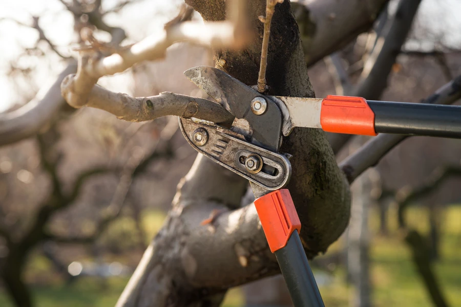 The Role Of Tree Pruning In Strengthening Branch Structure in Marietta, GA The Role Of Tree Pruning In Strengthening Branch Structure in Marietta, GA