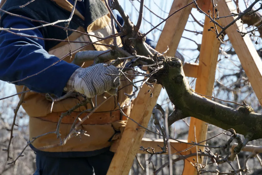 Top-rated Tree Pruning Marietta, GA Top-rated Tree Pruning Marietta, GA
