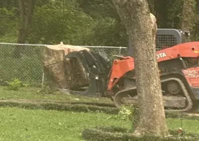 Tree Care 1