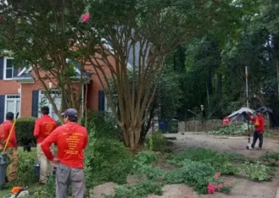 Tree Care 3