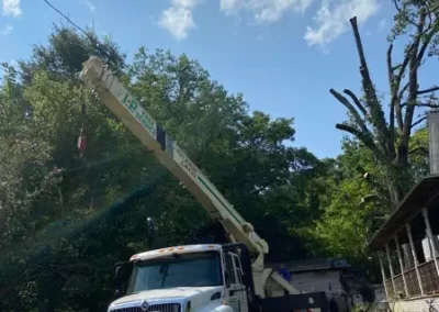 Tree Company 1