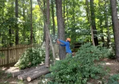 Tree Maintenance 1