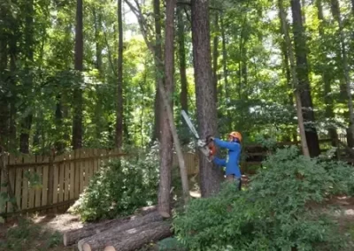 Tree Maintenance