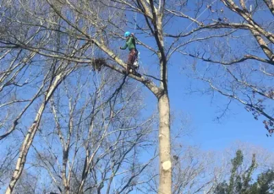 Tree Service