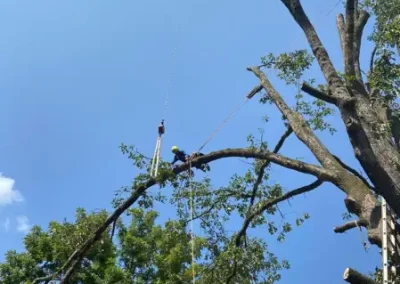 Tree Specialist 1