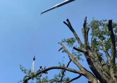 Tree Specialist