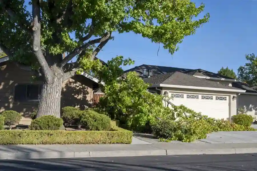 Understanding the Role of Emergency Tree Services Marietta, GA Understanding the Role of Emergency Tree Services Marietta, GA